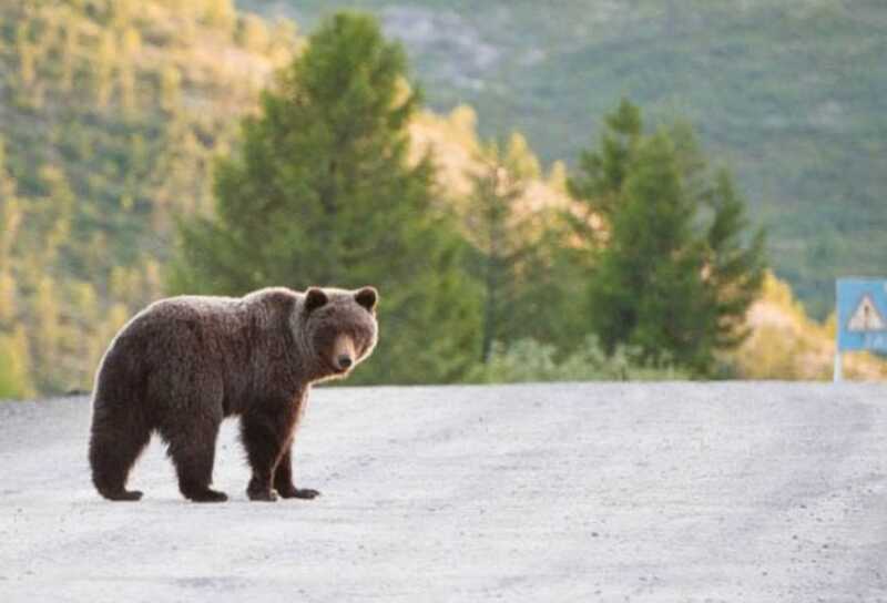 В Якутии сбитый медведь пришёл в сознание после ДТП и сбежал